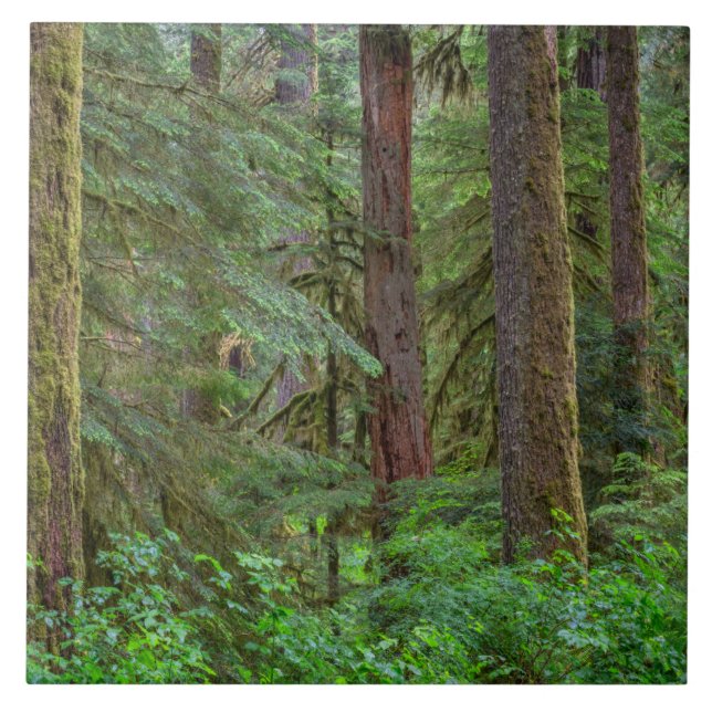 Carreau Forêt nationale de Willamette | Oregon (Devant)