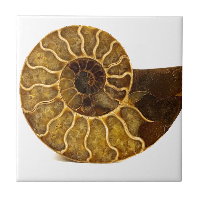 Carreau Fossile d'ammonite (Devant)