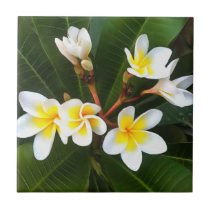 Carreau Frangipani Blossom Cluster Style Artistique