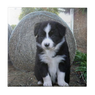 Carreau Frontière Collie Puppy Farm Life,