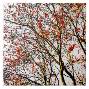 Carreau Fruits rouges ou fraises