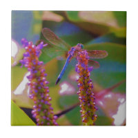 Fuchsia fleur et dragon mouche