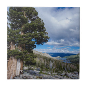 Carreau Genévrier de la Sierra et arbres à feuilles persis