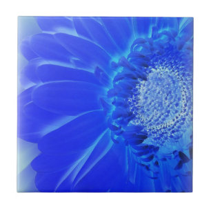 Carreau gerbera bleu électrique
