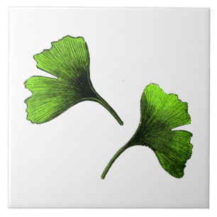 Carreau Ginkgo Biloba Art Botanique Feuille