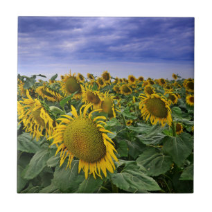 Carreau Gisements de tournesol de la Californie