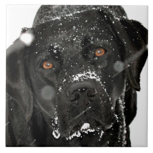 Carreau Globe des neiges - Chien à neige - Black Labrador