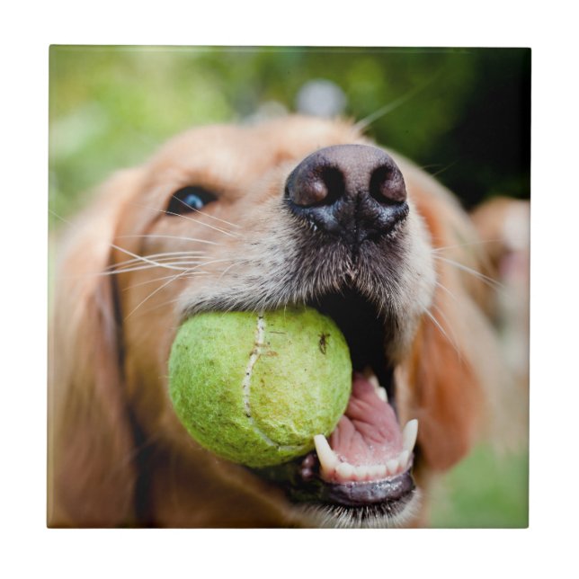 Carreau Golden Retriever Avec Le Bal De Tennis (Devant)