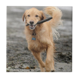 Carreau Golden Retriever Courant Avec Bâton Dans La Bouche