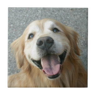 Carreau Golden retriever de sourire