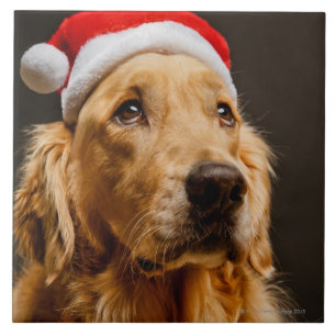 Carreau Golden retriever posant pour son Noël