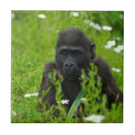 Carreau Gorilla Baby Caché Dans Le Carré D'Herbe
