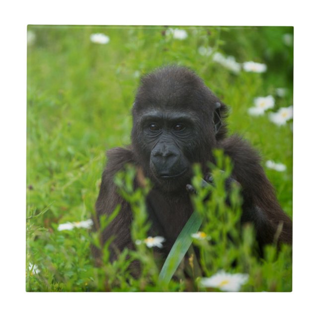 Carreau Gorilla Baby Caché Dans Le Carré D'Herbe (Devant)