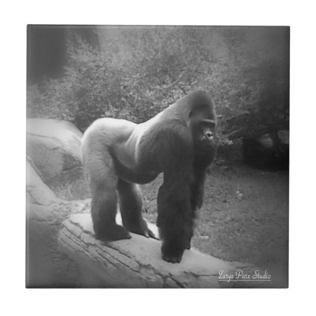 Carreau Gorilla Silveback (Devant)