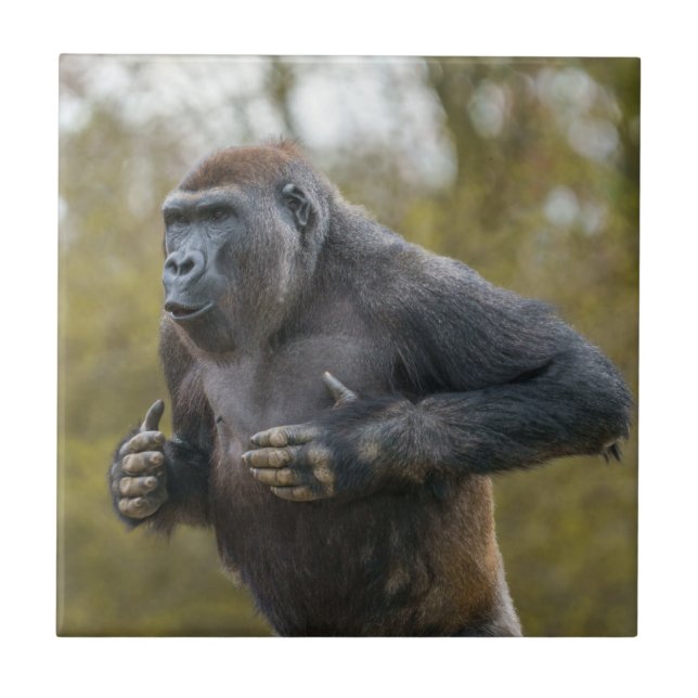 Carreau Gorille de la balle dans la poitrine (Devant)