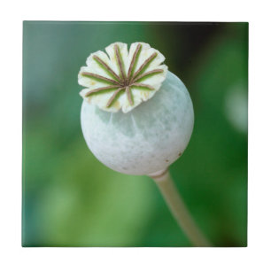 Carreau Graine de tête de fleur de pavot, Cap-Occidental