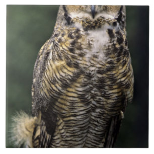 Carreau Grand-duc d'Amérique (Bubo virginianus), corps ent