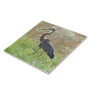 Carreau Grand héron bleu - Ardea herodias - #2