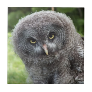 CARREAU GRAY OWL