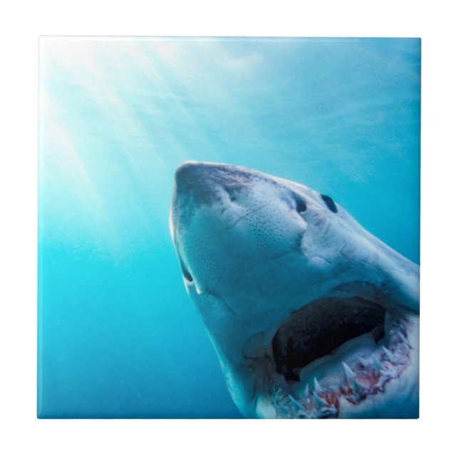 Carreau Great White Shark | Afrique du Sud (Devant)