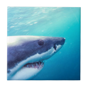 Carreau Great White Shark   Afrique du Sud
