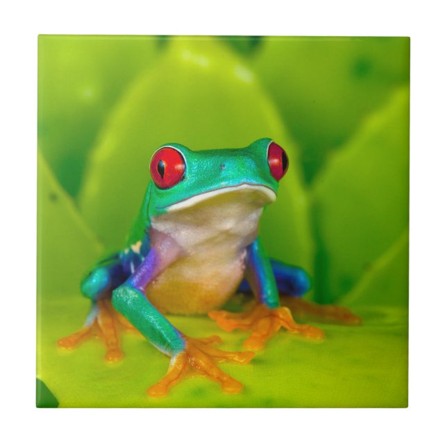 Carreau Grenouille aux yeux rouges, Costa Rica (Devant)