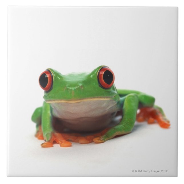 Carreau Grenouille d'arbre observée par rouge 2 (Devant)
