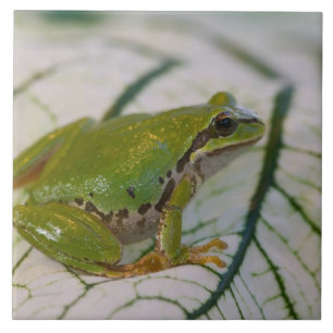 Carreau Grenouille des arbres du Pacifique sur les fleurs 