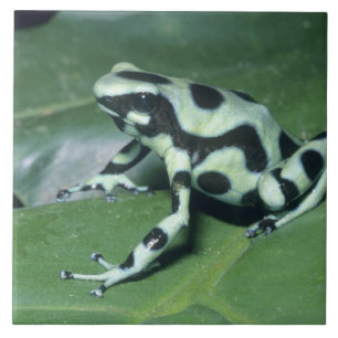 Carreau Grenouille flèche empoisonnée, (Dendrobates auratu