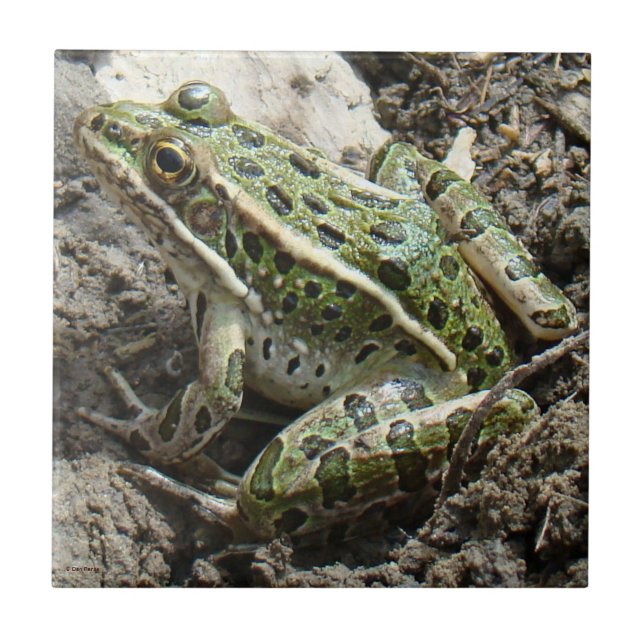 Carreau Grenouille léopard R3 (Devant)