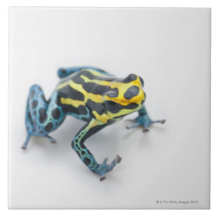 Carreau Grenouille noire, jaune et bleue de dard de poison