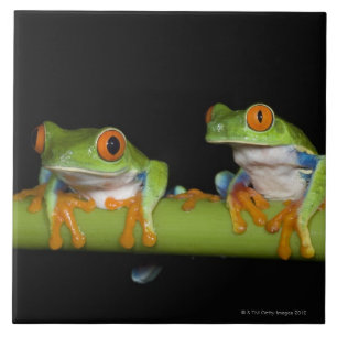Carreau Grenouilles d'arbre aux yeux rouges (callidryas