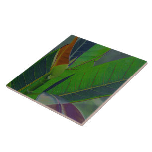Carreau Gros plan sur des feuilles vertes
