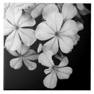 Carreau Gros plan sur les fleurs noires et blanches