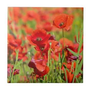 Carreau Gros plan sur un champ de coquelicots, France