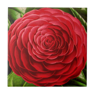 Carreau Grosse floraison de Camellia, tons rouge profond