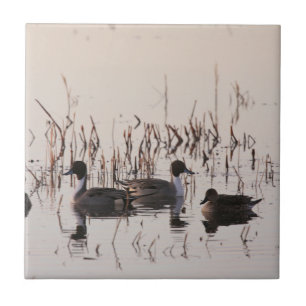 Carreau Groupe de canards à ongles se rassemblent et nagen