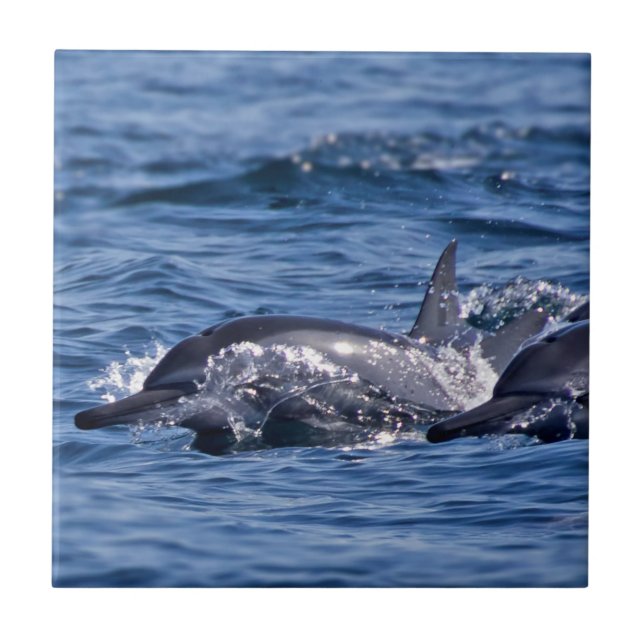 Carreau Groupe de dauphins de goulot - Oman (Devant)