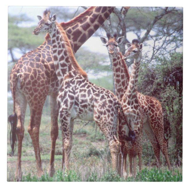 Carreau Groupe ou troupeau de girafes avec jeunes, Giraffa (Devant)