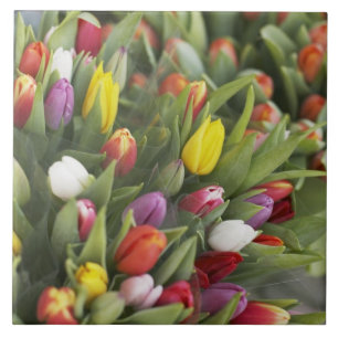 Carreau Groupes de tulipes colorées