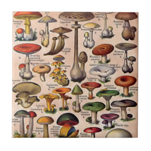Carreau Guide vintage de champignon