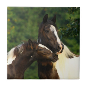 Carreau Gypsy Vanner