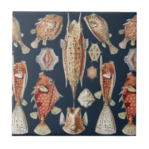 Carreau Haeckel Ostraciontes Poissons Tropicaux Art de la