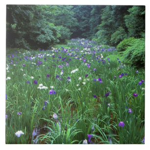 Carreau Hana Shobu (Iris d'eau japonais), Meiji-jingu,