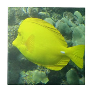 Carreau Hawaï Tang jaune - Lau'i Pala