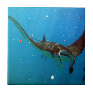 Carreau Hawaii Manta Ray