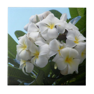 Carreau Hawaii Plumeria