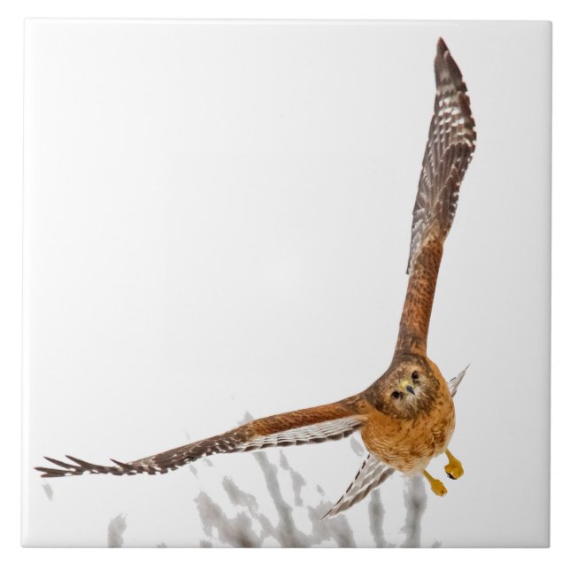 Carreau Hawk en vol (Devant)