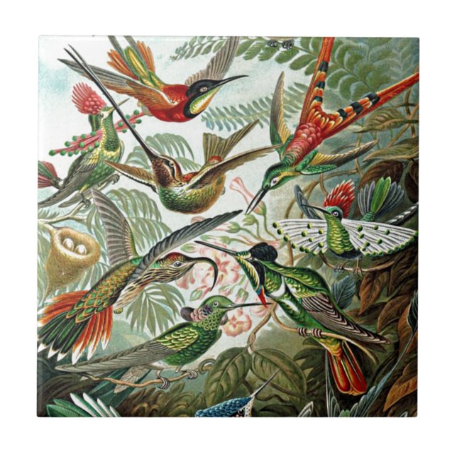Carreau Heackel Nature Art Design Oiseau Hummingbirds (Devant)