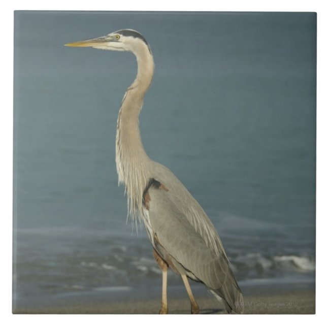 Carreau Héron de grand bleu (herodias d'Ardea) se tenant (Devant)